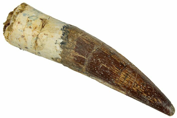 Fossil Spinosaurus Tooth - Real Dinosaur Tooth #324870